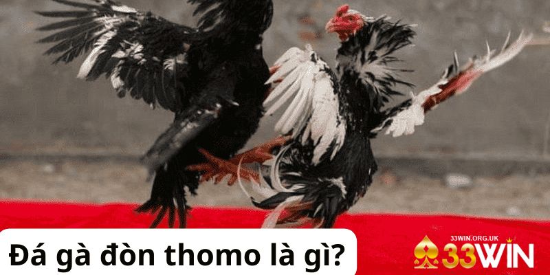 Đá gà Thomo là gì?
